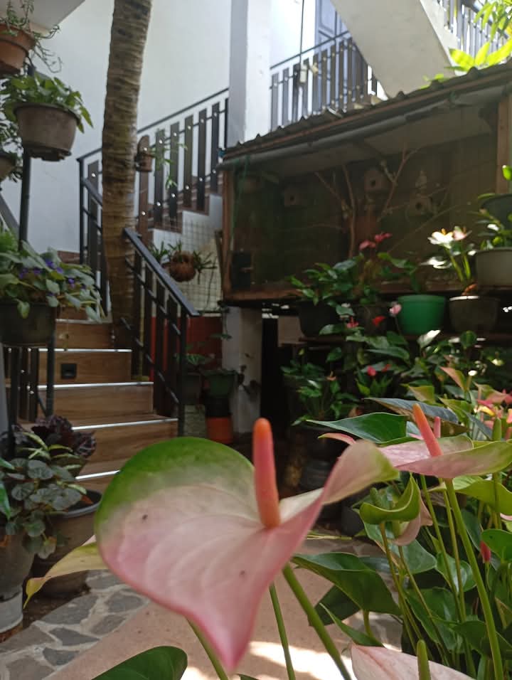 Lush Garden Entrance