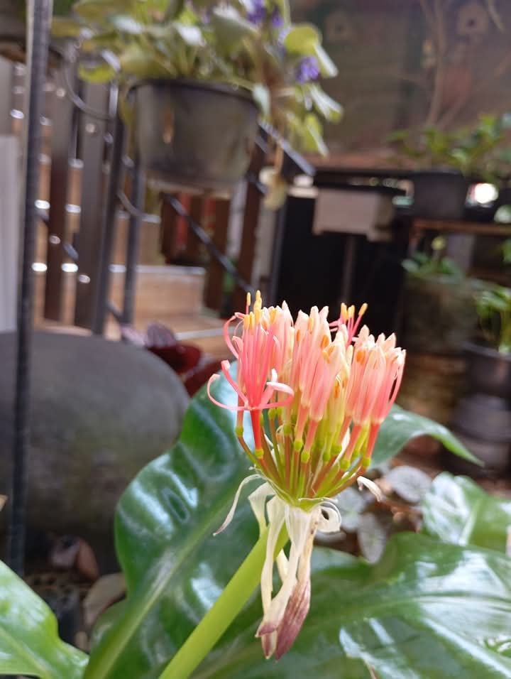 Lush Garden Entrance